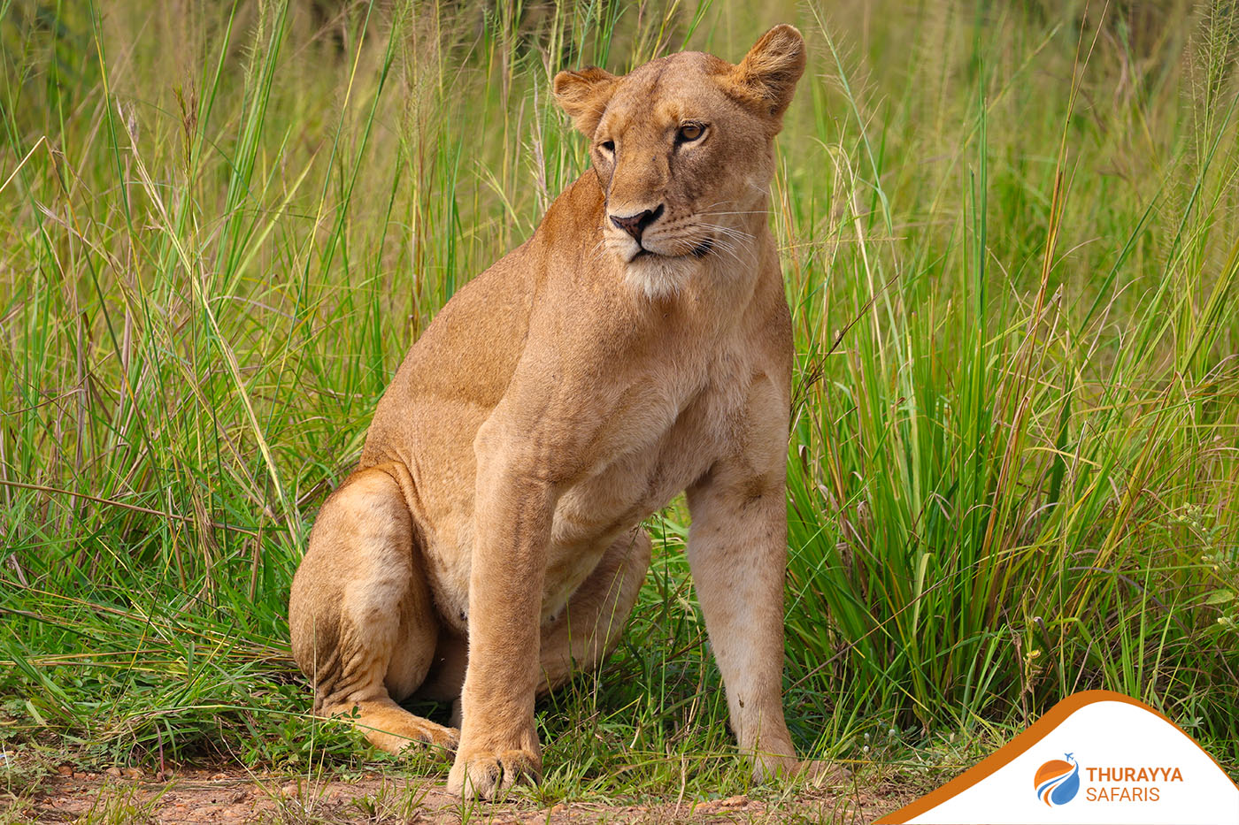 Queen Elizabeth National Park